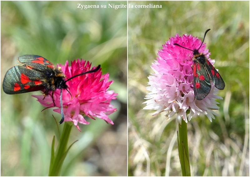 Nigritella corneliana nella splendida e selvaggia Val Maira (CN) luglio 2024.